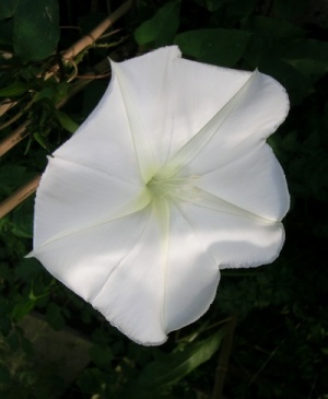 Ipomoea alba plant