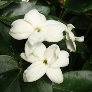 Jasminum sambac 'Maid of Orleans'