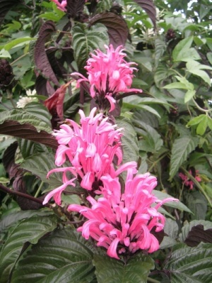 Justicia carnea