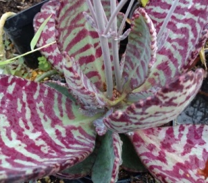 Kalanchoe humilis