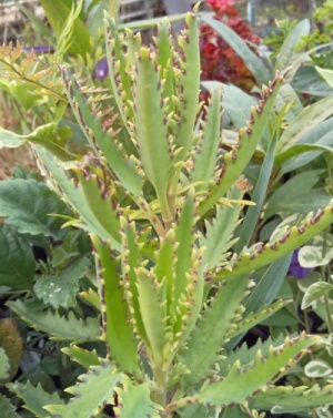 Kalanchoe rauhii