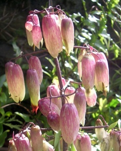 Kalanchoe pinnata