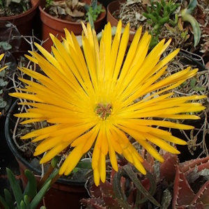 Lampranthus   Orange