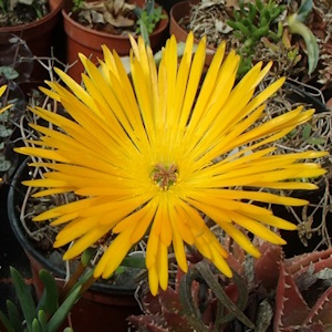 Lampranthus   Orange