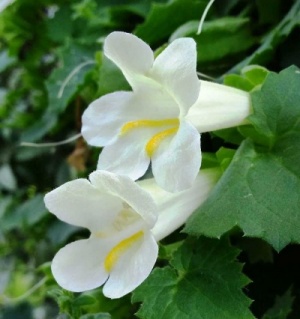 Lophospermum  'White'