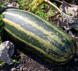 Marrow Long Green Bush Seeds
