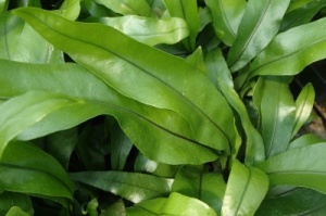 Microsorum diversifolium