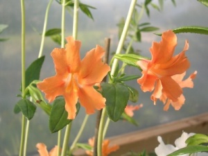 Mimulus aurantiacus