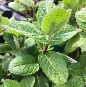 Mint- Apple
