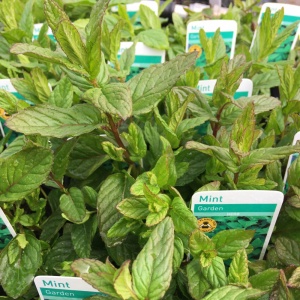 Mint - Garden