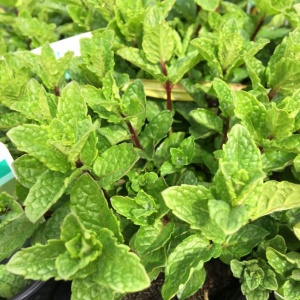 Mint- Moroccan