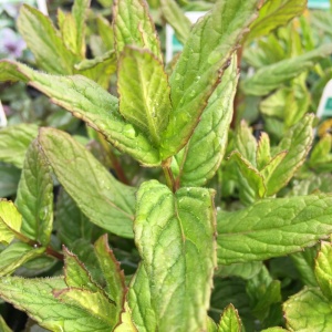 Mint - Spearmint