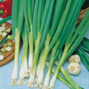 Onion Long White Ishikura - Seeds