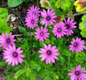 Osteospermum   'Nairobi Purple'