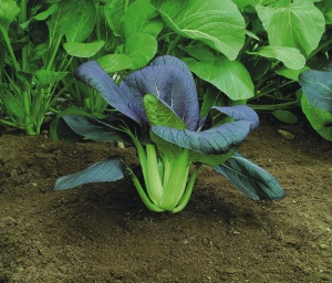 Pak Choi Red Choi F1 - Seeds