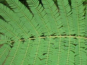 Paraserianthes lophantha