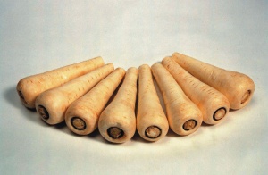 Parsnip Countess F1 - Seeds