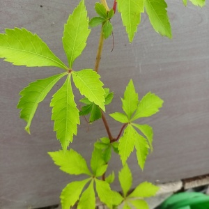 Parthenocissus or Cissus species