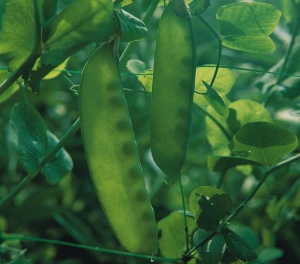 Pea (Mangetout)  Carouby de Maussane - Seeds
