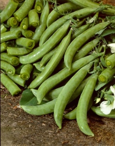 Pea Delikett - Seeds