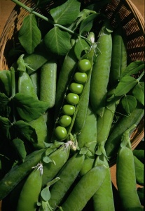 Pea Onward - Seeds