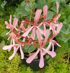 Pelargonium acetosum