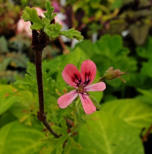 Pelargonium blandfordianum 'Roseum'