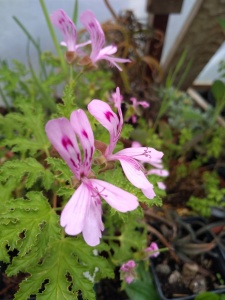 Pelargonium quercifolium