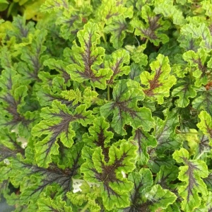 Pelargonium 'Royal Oak'