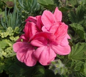 Pelargonium 'Clorinda'