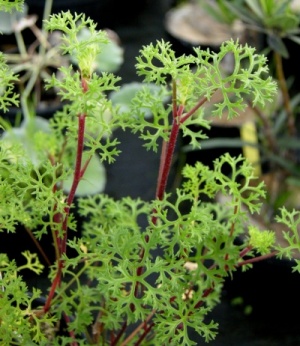 Pelargonium denticulatum 'Filicifolium'
