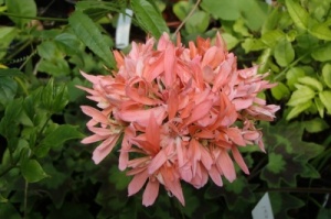 Pelargonium 'Priory Salmon'