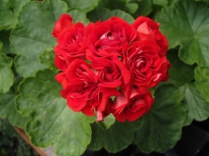 Pelargonium 'Scarlet Rambler'