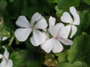 Pelargonium 'White Boar'