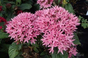Pentas lanceolata - Pink
