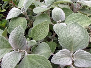 Plectranthus argentatus 'Silver Shield'