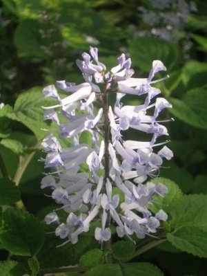 Plectranthus zuluensis