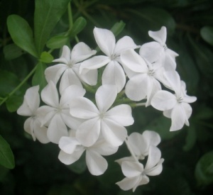 Plumbago auriculata v. alba