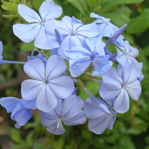 Plumbago auriculata 'Crystal Waters'