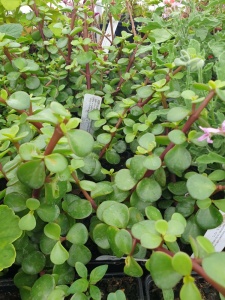 Portulacaria afra