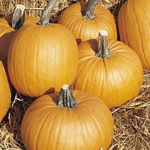 Pumpkin Tom Fox - Seeds
