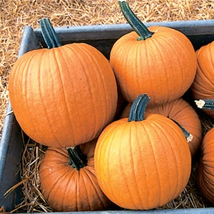 Pumpkin Racer F1 - Seeds