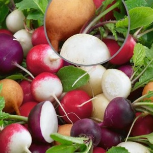 Radish Mixed - Seeds