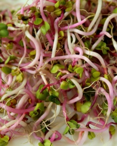 Radish Rambo seed for sprouting