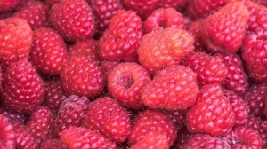 Raspberry 'Autumn Bliss'