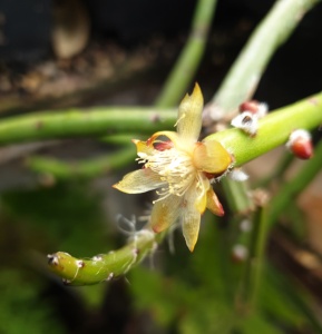 Rhipsalis dissimilis f. marnierianum