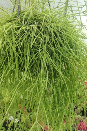 Rhipsalis capilliformis