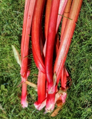 Rhubarb 'Timperley Early'