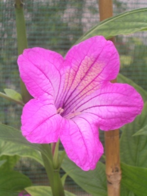 Ruellia macrantha