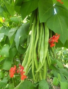 Runner bean Firestorm - Seeds